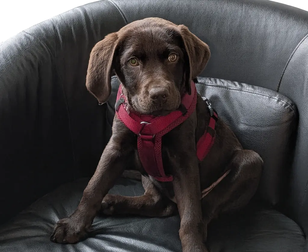 Millie - Chief Security Officer